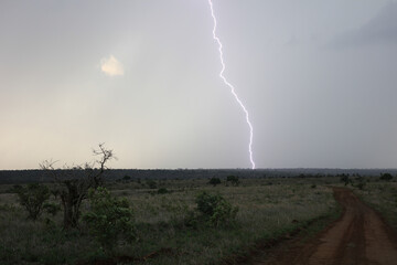 Lightning striking the ground during a rainstorm in the Kruger National Park