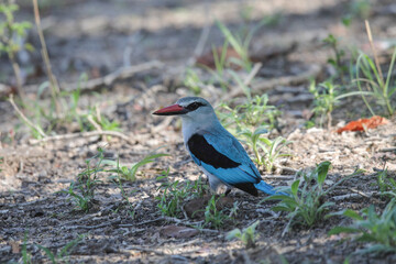Obraz premium Wodland kingfisher looking for an insect to eat