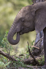 Naklejka premium Trunk nose of a young elephant as it learns to eat