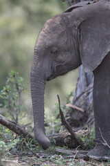 Trunk nose of a young elephant as it learns to eat