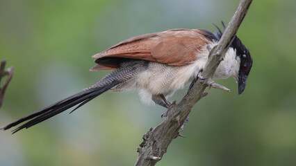 Burchell's coucal bird on a branch as it greets the morning