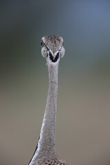 Patterns on a black-bellied bustard head as it calls into the distance