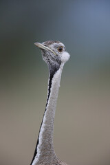 Patterns on a black-bellied bustard head as it calls into the distance