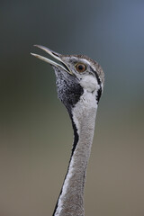 Patterns on a black-bellied bustard head as it calls into the distance