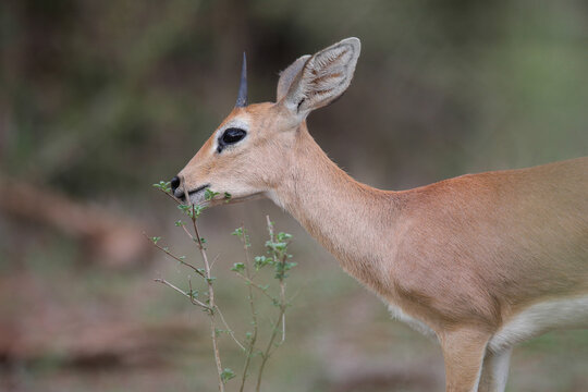 Small steenbok antelope eating leaves from a bush