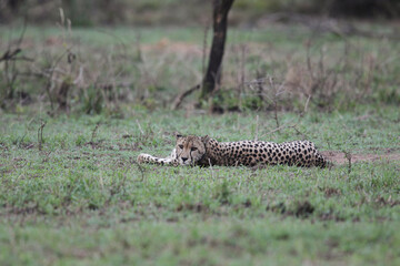 Cheetah with tracking collar looking for something to hunt in the Kruger National Park