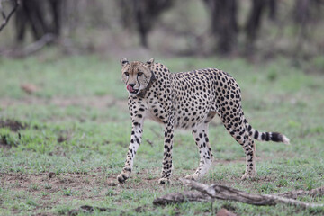 Obraz premium Cheetah with tracking collar looking for something to hunt in the Kruger National Park