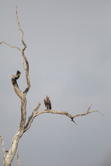 White-backed vulture perched on a bare branch of a large tree