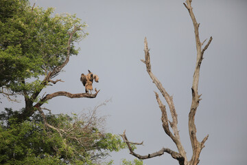 White-backed vulture perched on a bare branch of a large tree