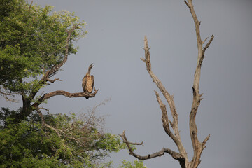 White-backed vulture perched on a bare branch of a large tree