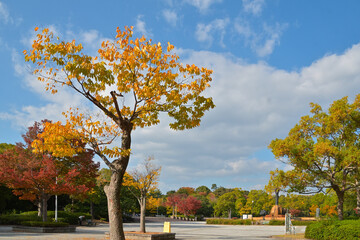 落葉樹が色づき、カラフルになってきた公園の風景