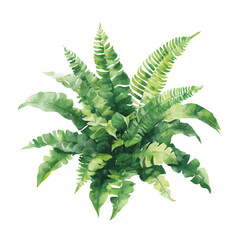 watercolor vector of Kimberly Queen Fern, isolated on a white background.