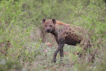 Spotted hyena with tracking collar walking in search of food
