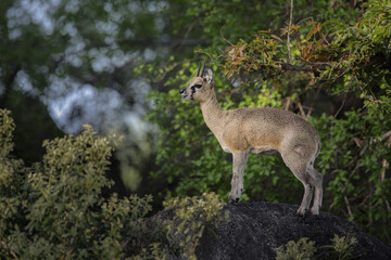 Klipspringer antelope standing on a large rock in a forest © John