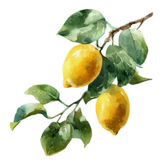 watercolor vector of Lemon Tree, isolated on a white background.