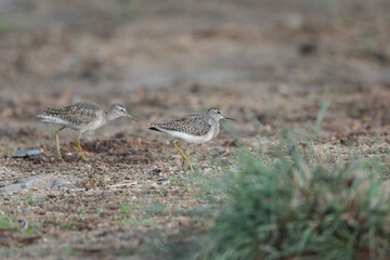 Wader bird walking along a rive bank
