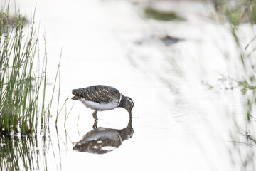 Rare greater painted snipe hunting in shallow river with reflection in high key style