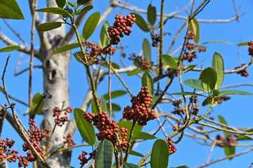 「はがきの木」とも呼ばれるタラヨウの果実
