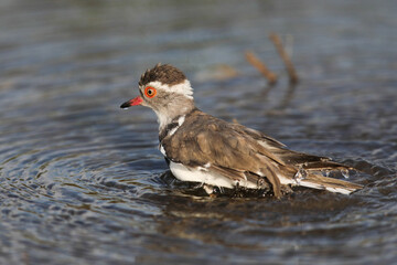 Three-banded plover taking a bath in a shallow river