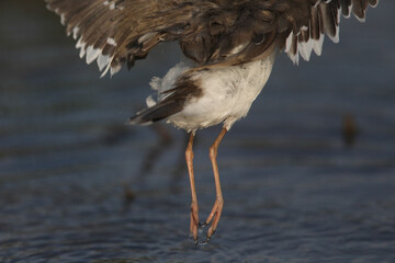 Back of a three-banded plover as it takes off from a small dam