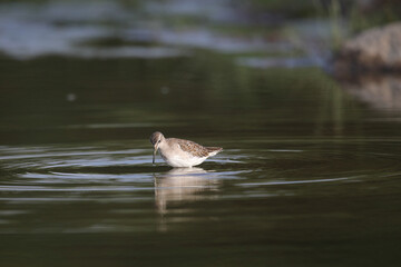 Common greenshank bird looking for food in shallow water