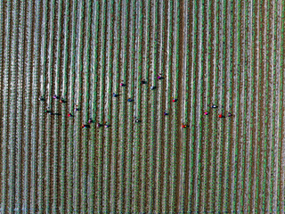 Farmers are working in the watermelon field.