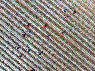 Farmers are working in the watermelon field.