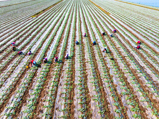 Farmers are working in the watermelon field.