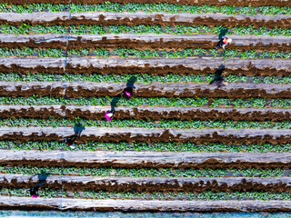 Farmers are working in the watermelon field.