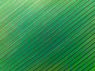 Wheat is growing in the field ,The wheat fields are under the blue sky and white clouds