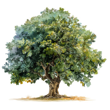 Mulberry Tree, watercolor vector, isolated on a white background.
