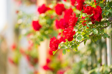 In the summer, rose is blooming