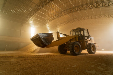 The farmers use a loader to pile up the mature wheat.