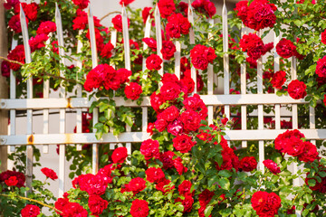 In the summer, rose is blooming