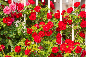 In the summer, rose is blooming