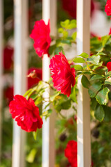 In the summer, rose is blooming