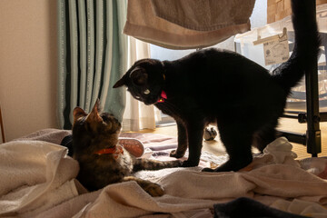 宿命の対決！逆光の中で戦う黒猫とサビ猫のラグナロク