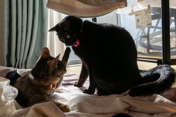 宿命の対決！逆光の中で戦う黒猫とサビ猫のラグナロク