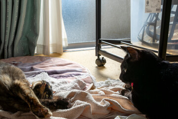 宿命の対決！逆光の中で戦う黒猫とサビ猫のラグナロク