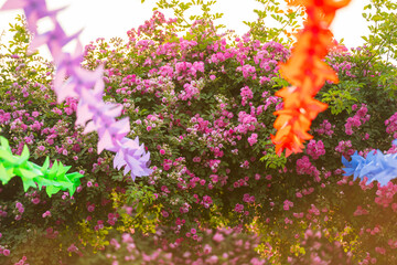 In the summer, rose is blooming