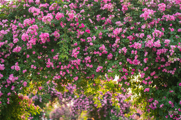 In the summer, rose is blooming