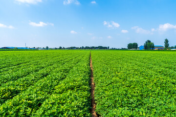 The peanut field is in the blue sky and white clouds