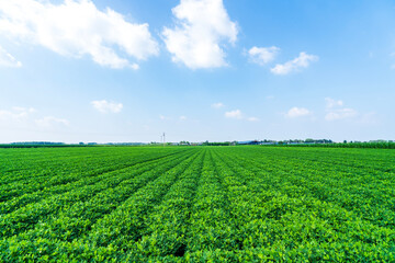 The peanut field is in the blue sky and white clouds