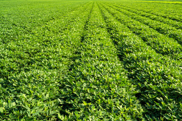 The peanut field is in the blue sky and white clouds