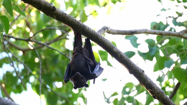 An Australian flying fox hanging upside down from a tree branch amidst lush greenery, chewing fruit pulp.