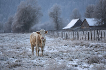 Naklejka premium Solitary cow standing in snow covered rural field with frosty grass and wooden fence, winter farm scene with blurred trees and snow topped barns in background
