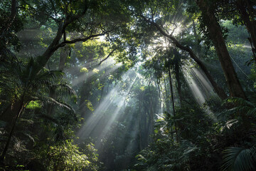 Obraz premium Sunlight rays shining through dense tropical rainforest with lush green foliage creating serene and peaceful atmosphere in forest