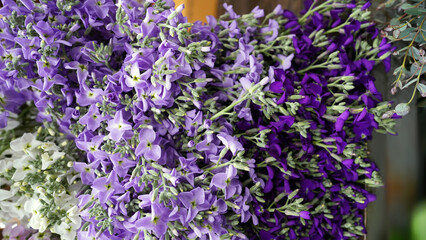 Fototapeta premium Vibrant Purple Matthiola Incana Flowers in Spring Garden