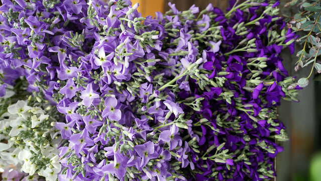 Vibrant Purple Matthiola Incana Flowers in Spring Garden