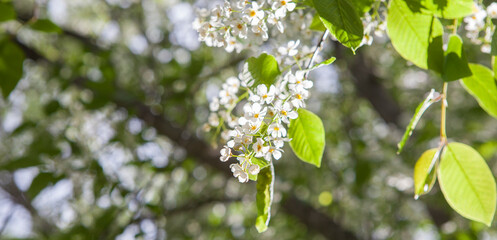 Flowers blossoning in racemes of bird cherry or prunus padus